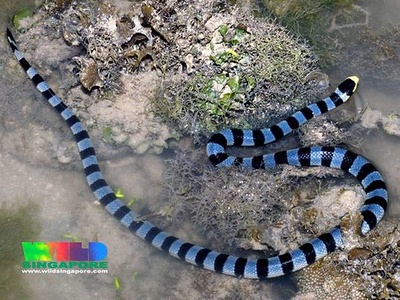 Yellow-lipped Sea Krait