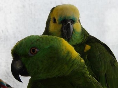 Yellow-naped Amazon Parrot