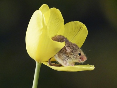 Yellow-necked Mouse