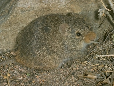 Yellow-nosed Cotton Rat