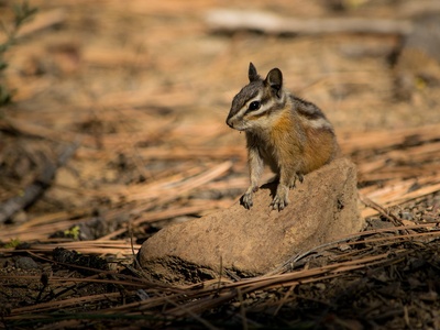 Yellow-pine Chipmunk