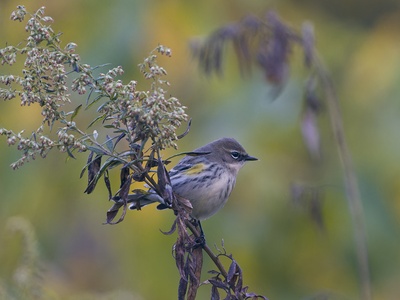 Yellow-rumped warbler
