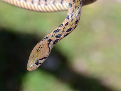 Yellow-spotted Keelback