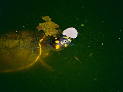 Yellow-spotted river turtle