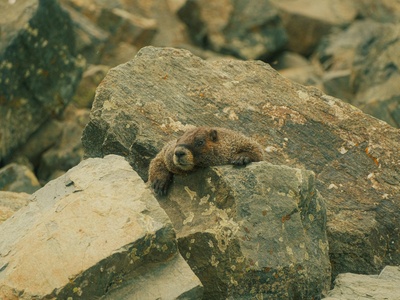 Yellow-spotted Rock Hyrax