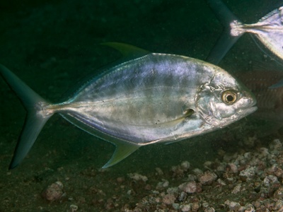 Yellow-spotted Trevally