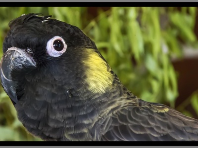 Yellow-tailed black cockatoo