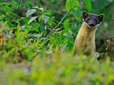 Yellow-throated Marten