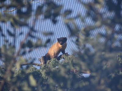 Yellow-throated marten