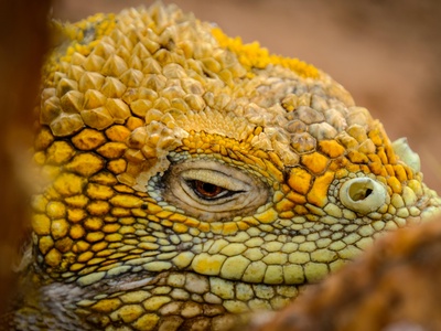 Yellow-throated Plated Lizard