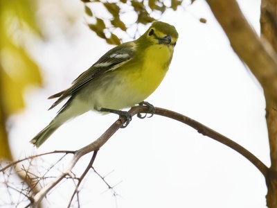 Yellow-throated vireo