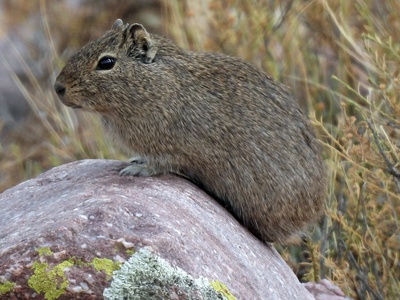 Yellow-toothed Cavy