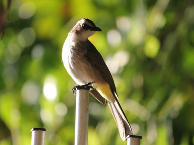Yellow-vented bulbul