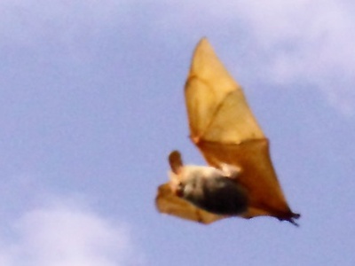 Yellow-winged Bat