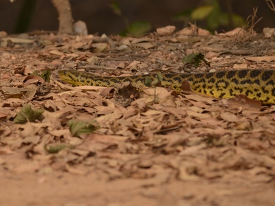 Yellow anaconda
