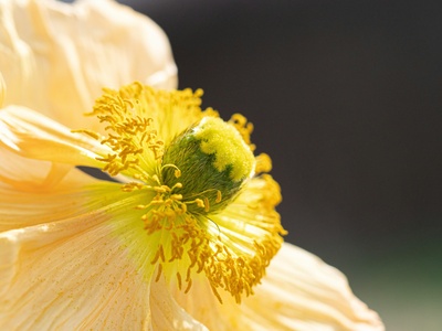 Yellow anemone
