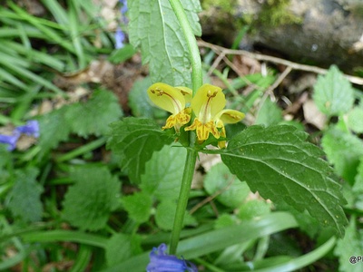Yellow archangel