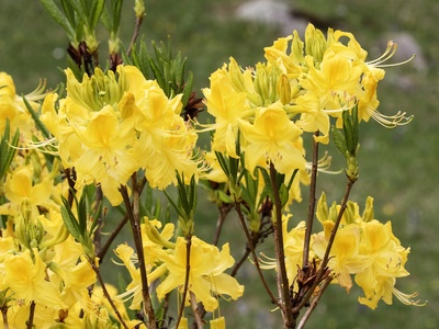 Yellow azalea