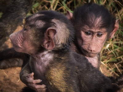 Yellow Baboon
