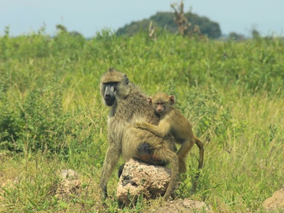 Yellow baboon