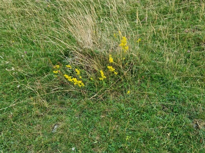Yellow bedstraw