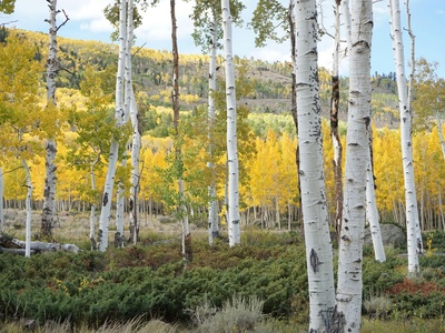 Yellow Birch