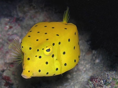Yellow Boxfish