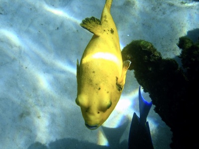 Yellow boxfish (juvenile)