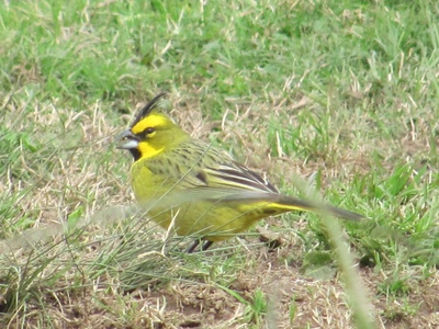 Yellow cardinal