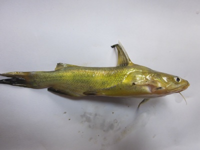 Yellow catfish