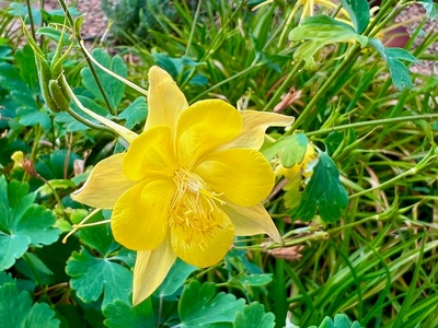 Yellow columbine