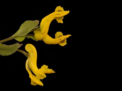 Yellow corydalis