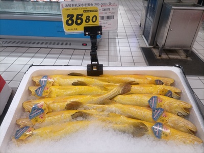 Yellow croaker