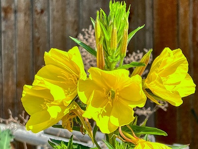 Yellow evening primrose
