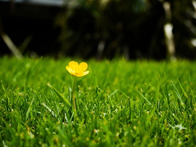 Yellow flax