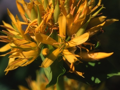 Yellow Gentian