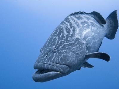 Yellow grouper