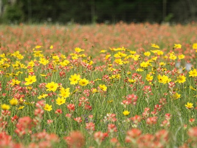 Yellow hawkweed