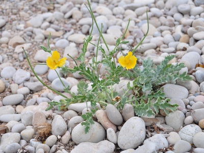 Yellow Horned Poppy