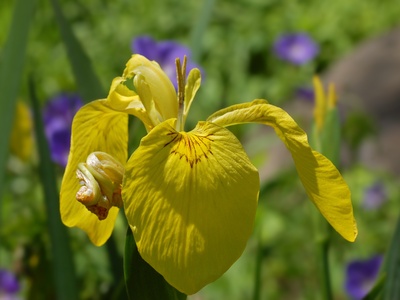 Yellow Iris