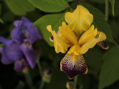 Yellow iris