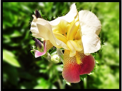 Yellow iris