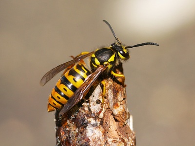 Yellow jacket