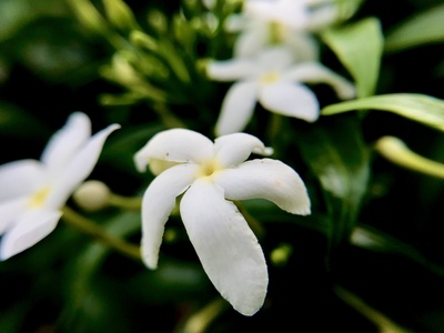 Yellow jasmine