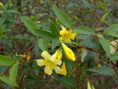 Yellow jessamine