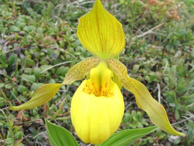 Yellow Lady's Slipper