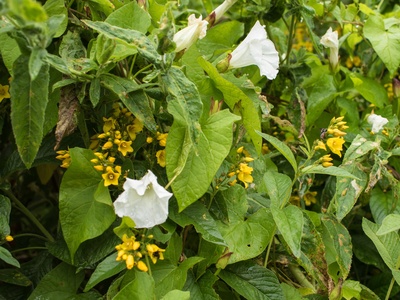Yellow loosestrife