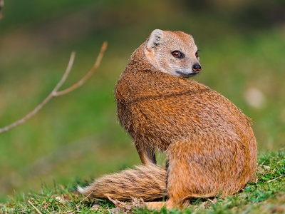 Yellow Mongoose