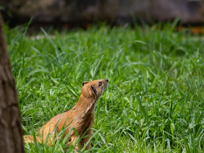 Yellow mongoose