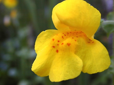 Yellow monkeyflower
